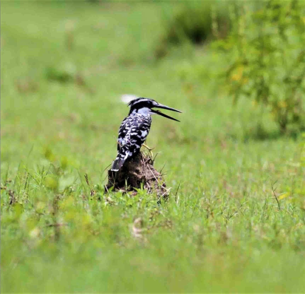 Pied Kingfisher