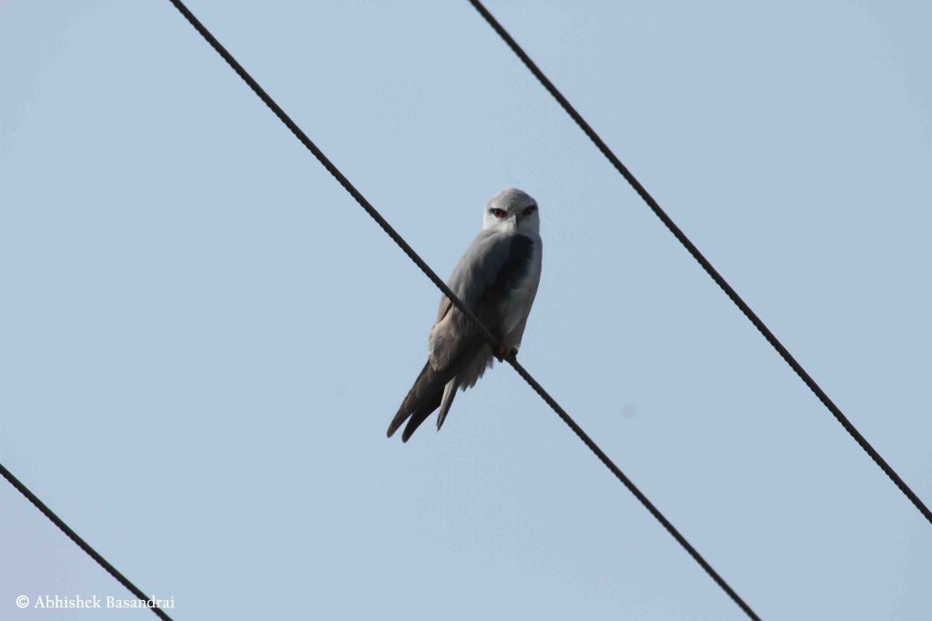 Kites (Elaninae, Milvinae)