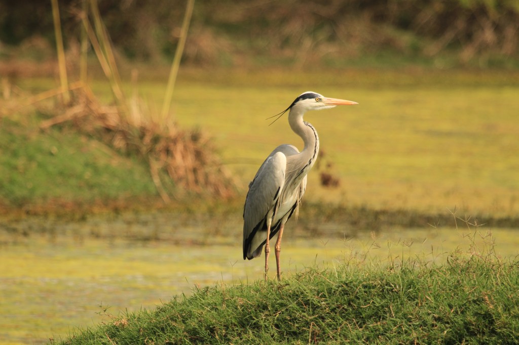 Herons (Ardeidae)