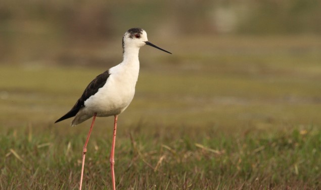 Black-winged Stilt