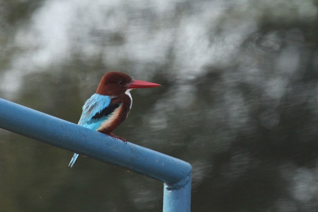 White Throated Kingfisher