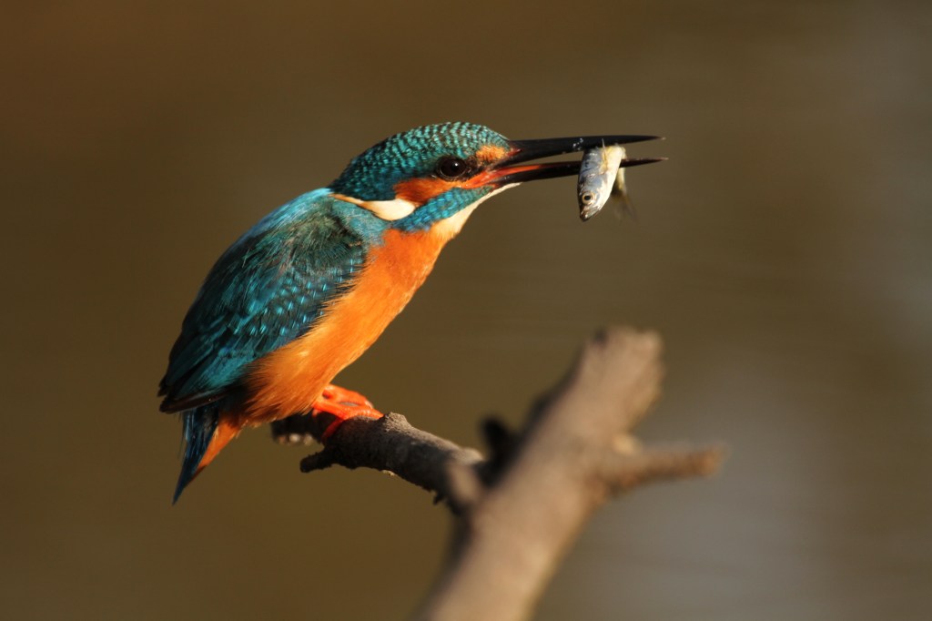 Common Kingfisher