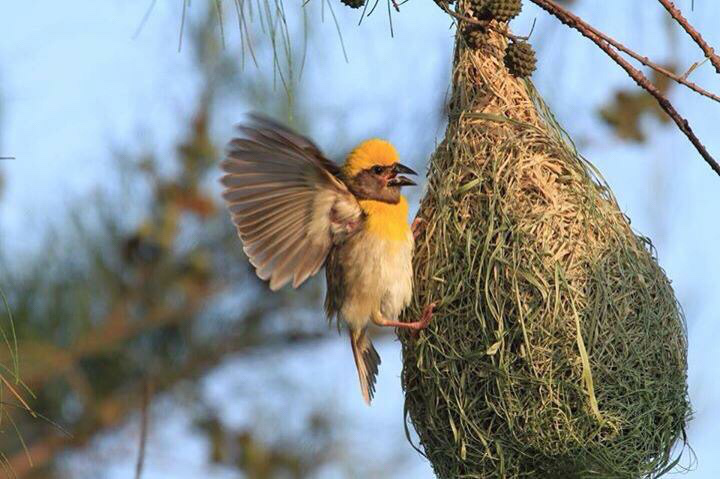 Baya Weaver