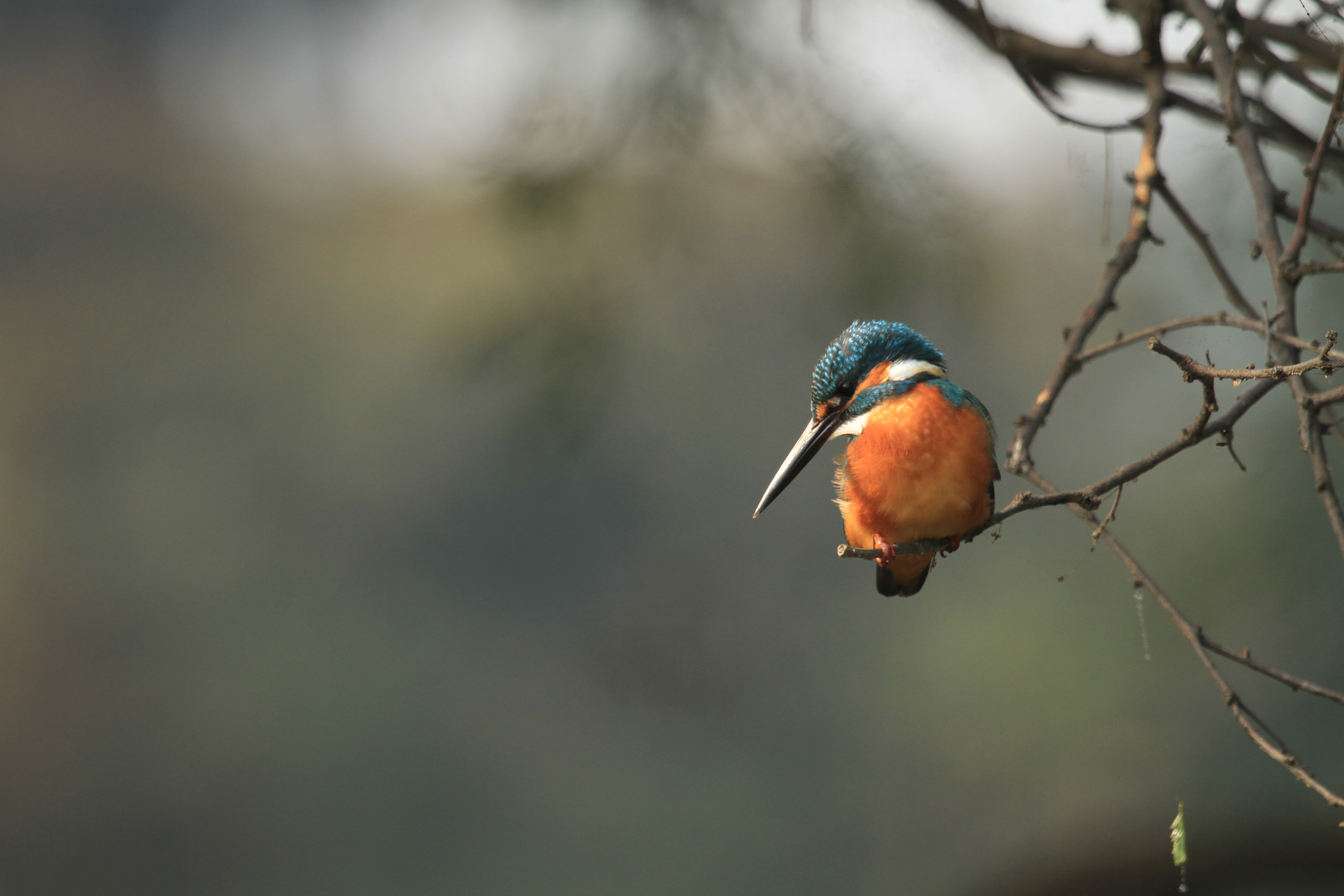 Little Blue Kingfisher