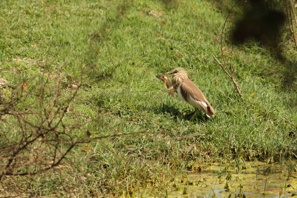 Indian Pond Heron