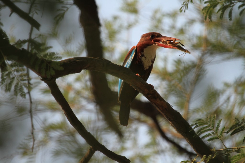 Kingfishers (Alcedinidae)