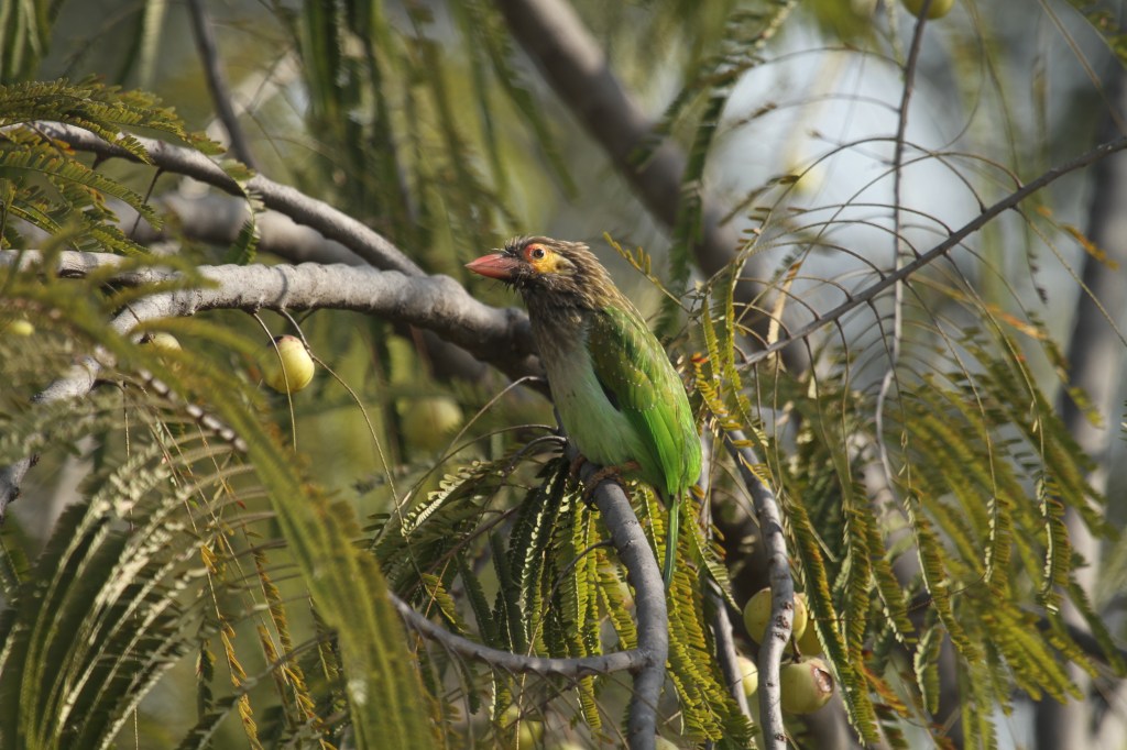 Barbets (Megalaimidae)
