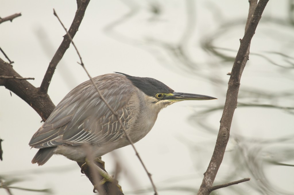 Little Heron