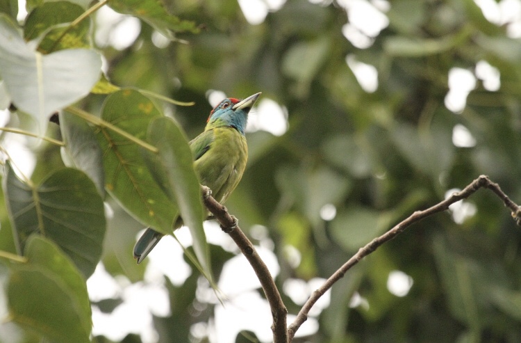 Blue Throated Barbet