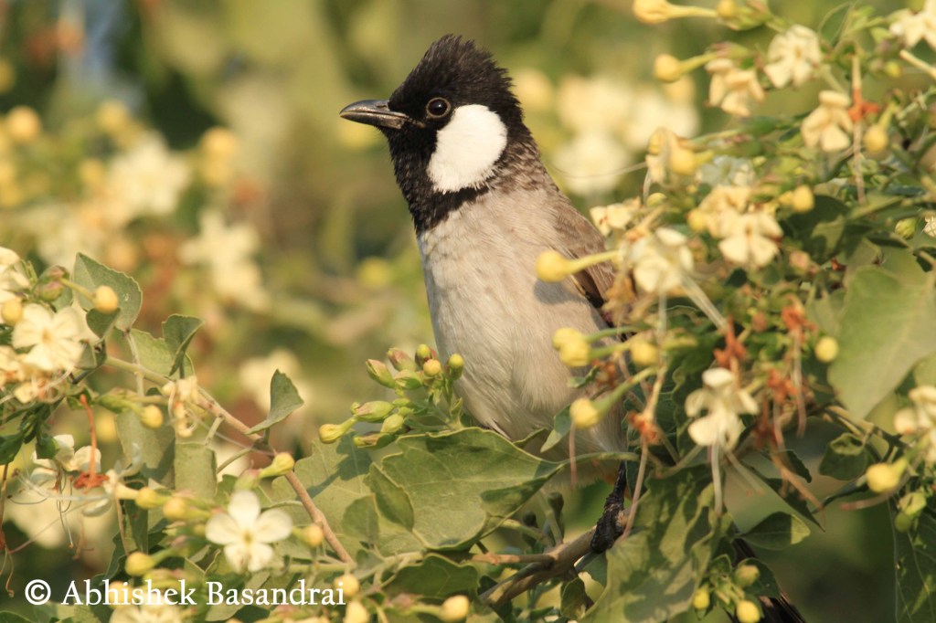 White-eared Bulbul
