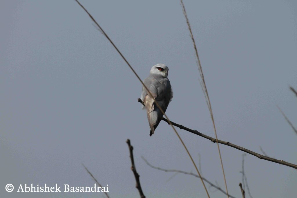 Black Shouldered Kite