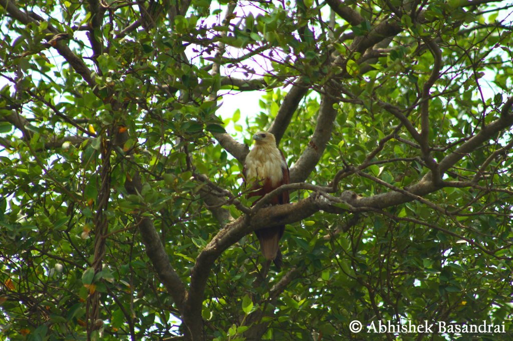 Brahminy Kite