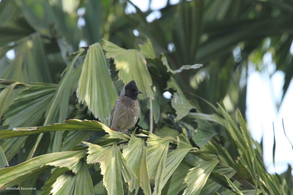 Red-vented Bulbul