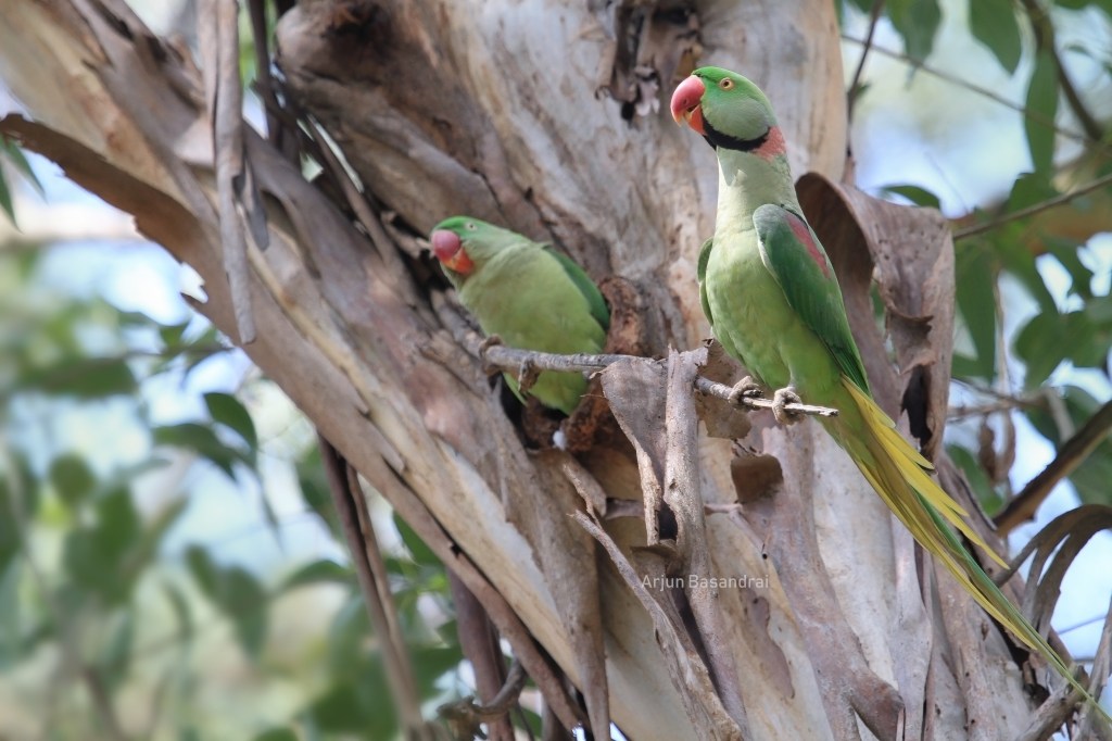 The Parakeet Rush – Birding at Phillaur – Part&nbsp;4