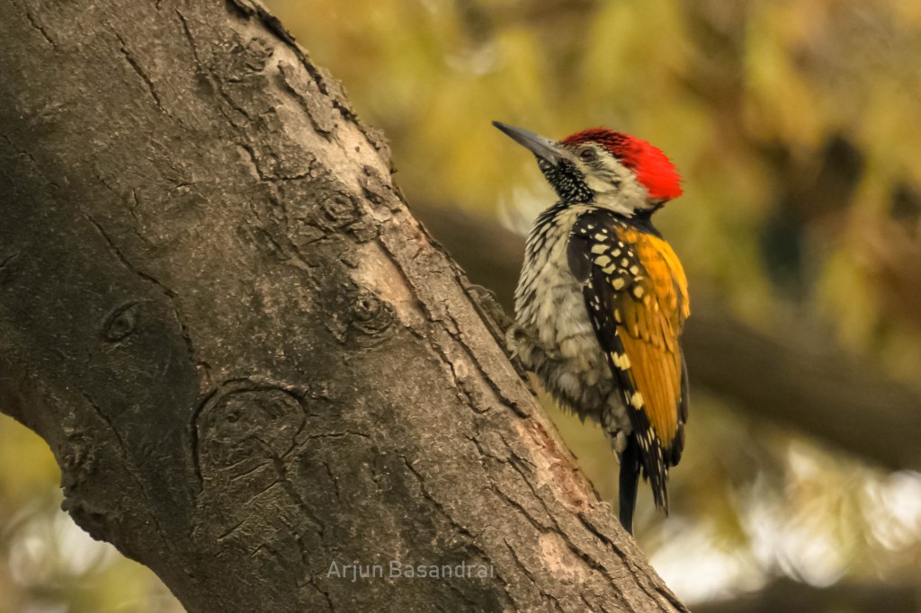 Foresting – Birding at Phillaur – Part&nbsp;2