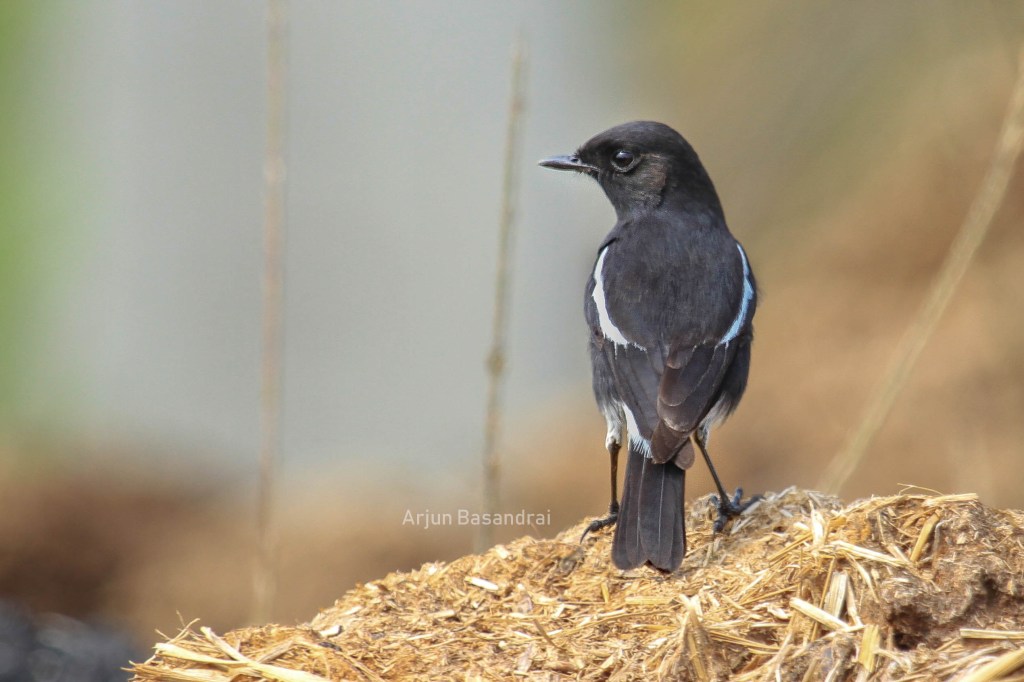 Sutlej Diaries – Birding at Phillaur – Part&nbsp;5