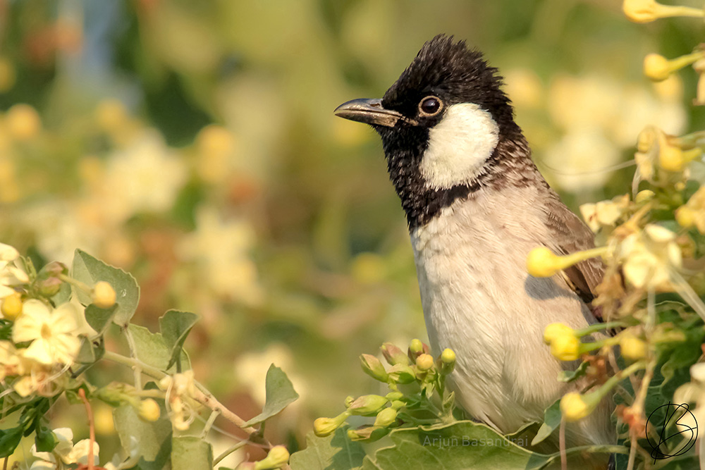 White-Cheeked Bulbul