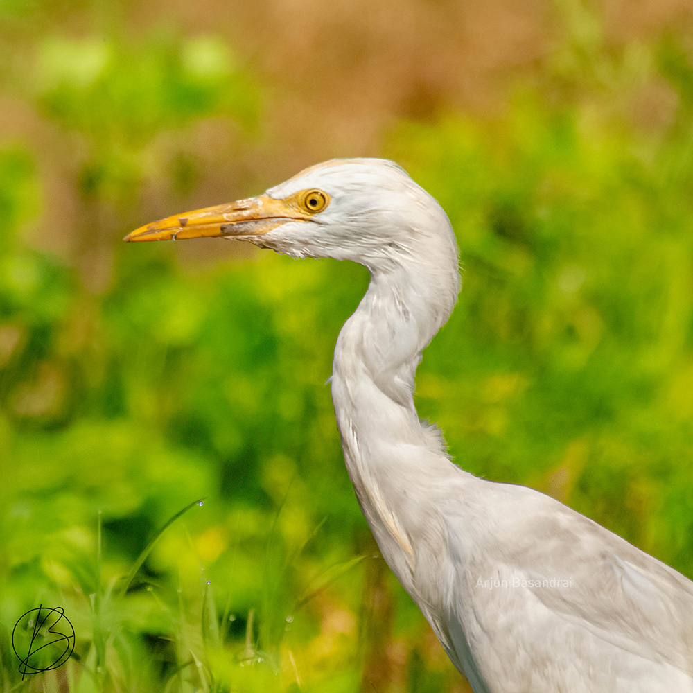 Cattle Egret in non breeding plumage