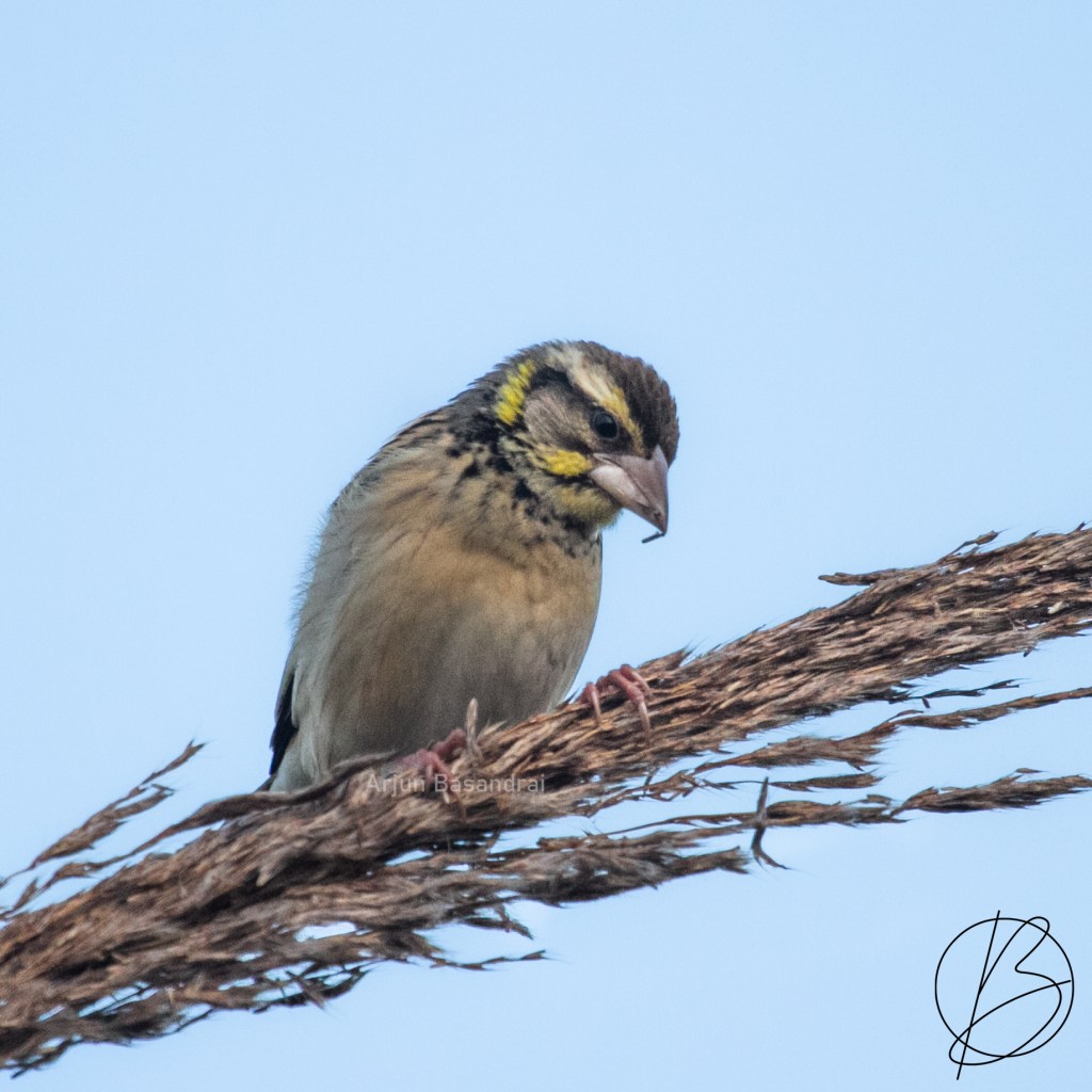 Weavers and Plovers  – Birding at Phillaur&nbsp;(#8)