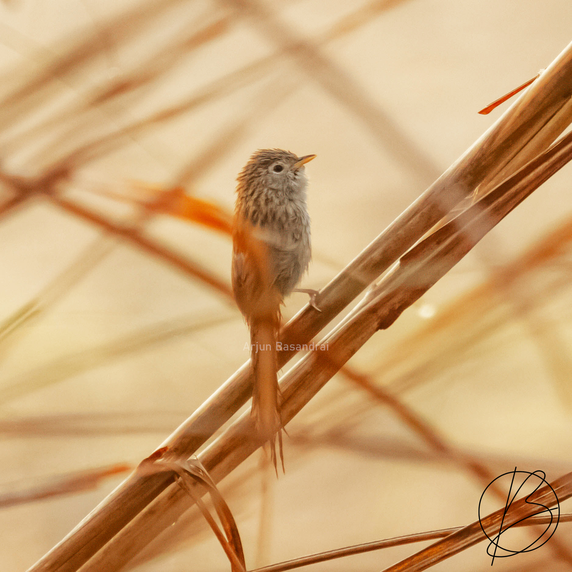Rufous-Vented Grass Babbler