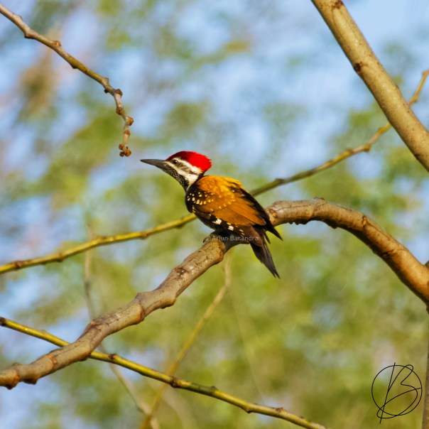 Black-Rumped Flameback