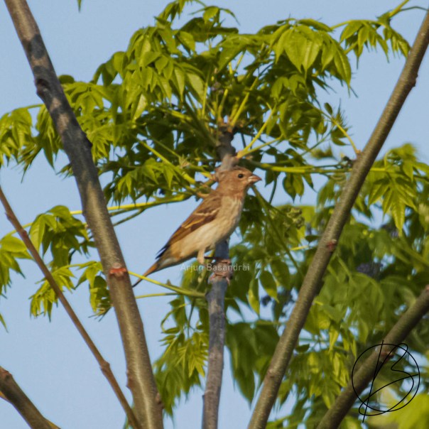 Common Rosefinch female