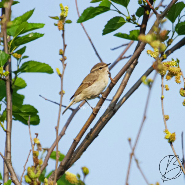 Leaf Warbler