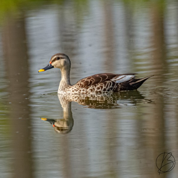 Indian Spot-Billed Duck