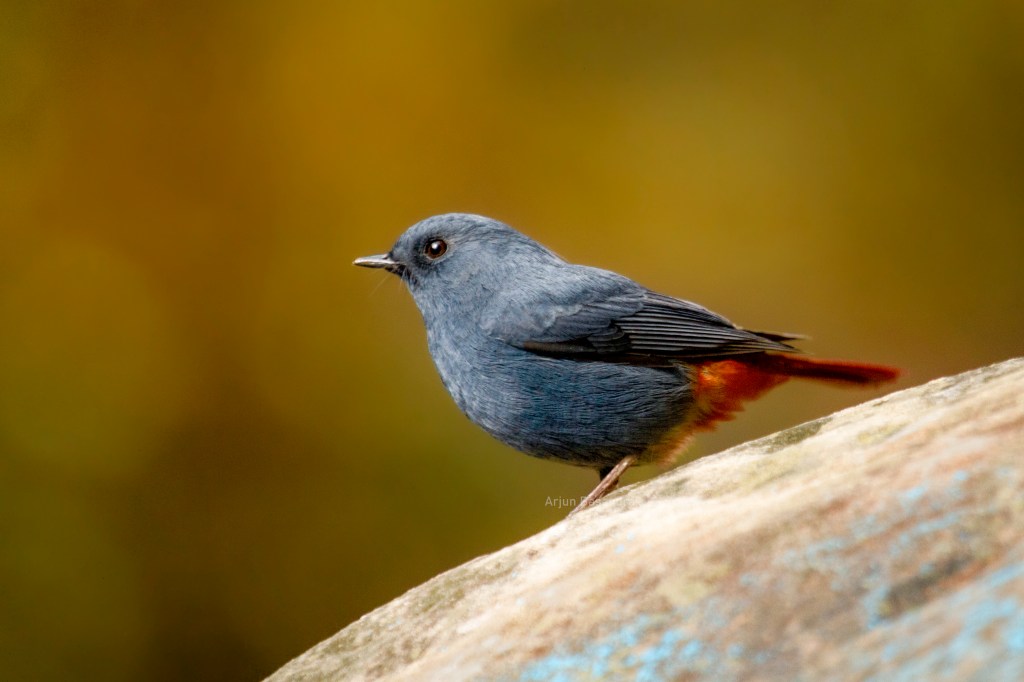 Birding at Chakki&nbsp;Mod