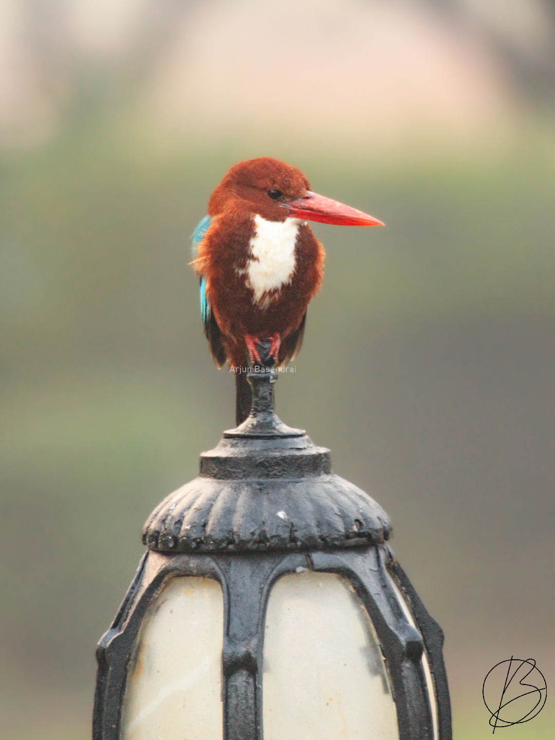 White-Breasted Kingfisher