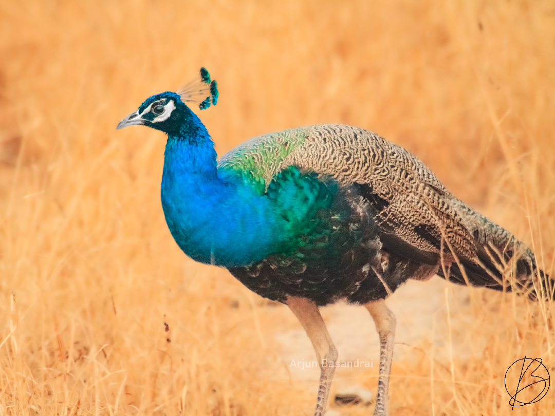 Indian Peafowl male