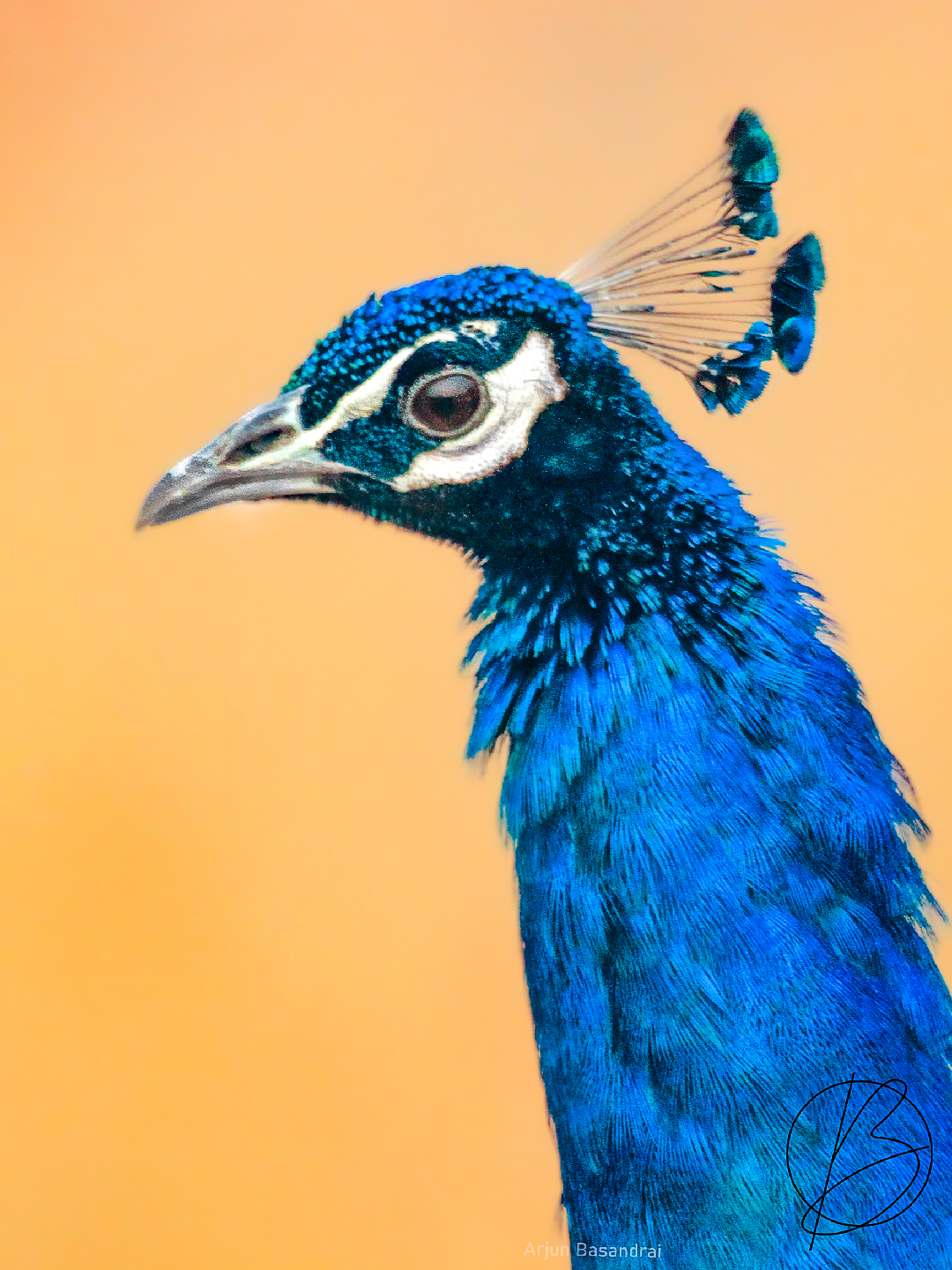 Indian Peafowl male