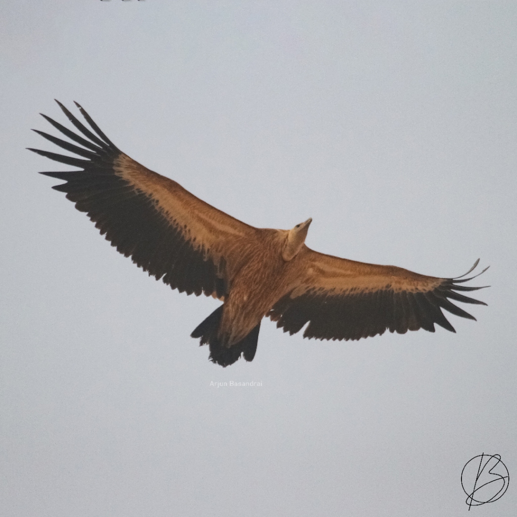 Eurasian Griffon Vulture in flight from below