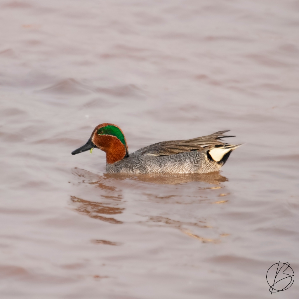 Common Teal male at Khichan