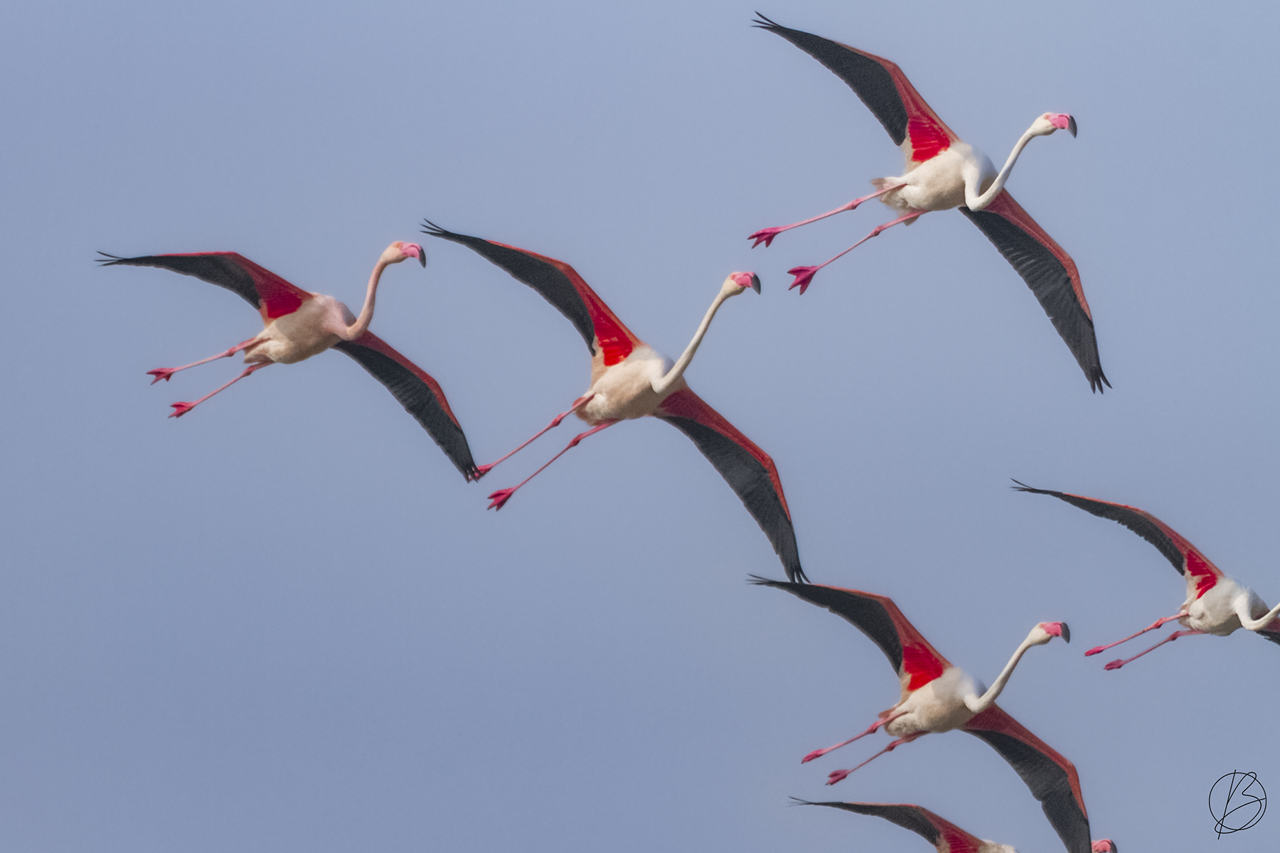 Greater Flamingos