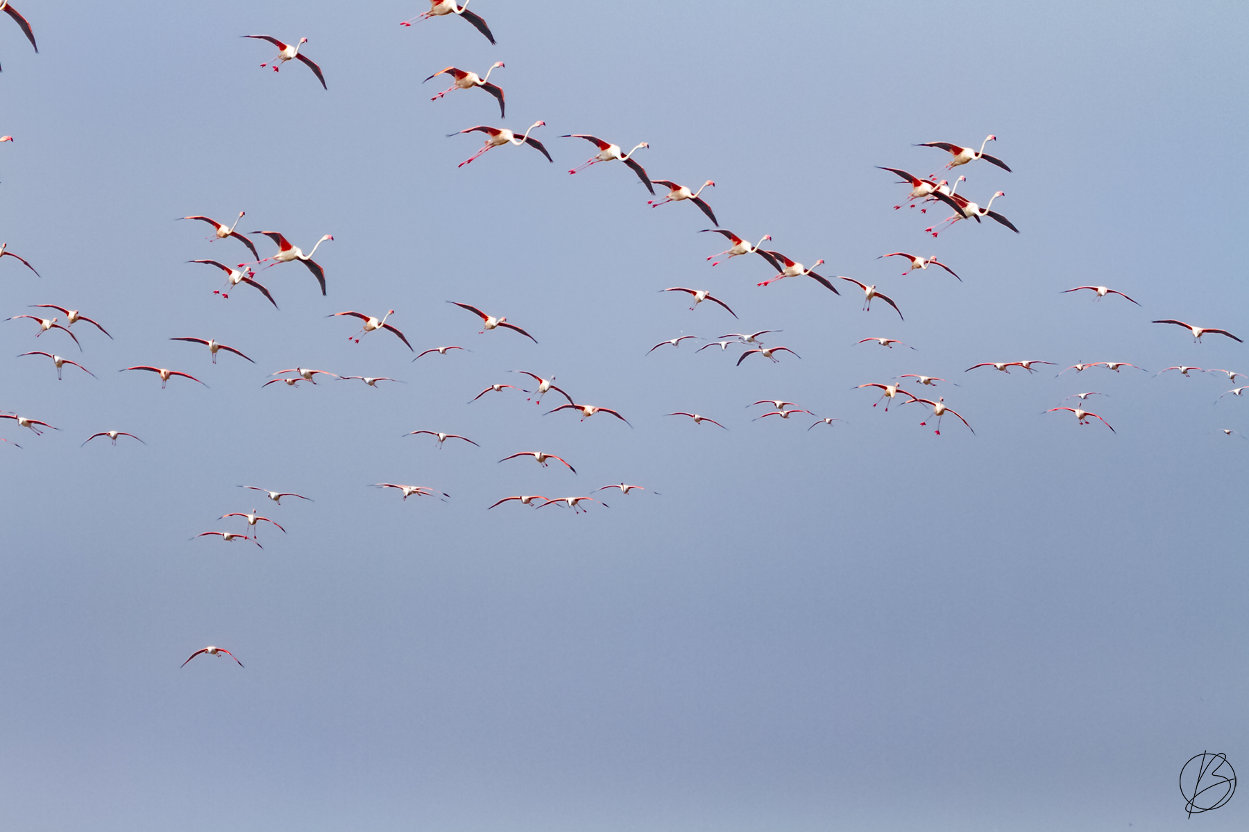 Greater Flamingos