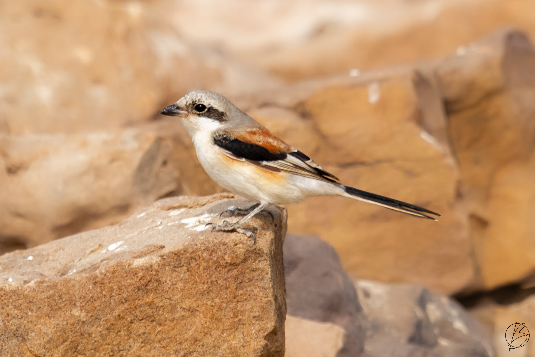Bay-Backed Shrike immature