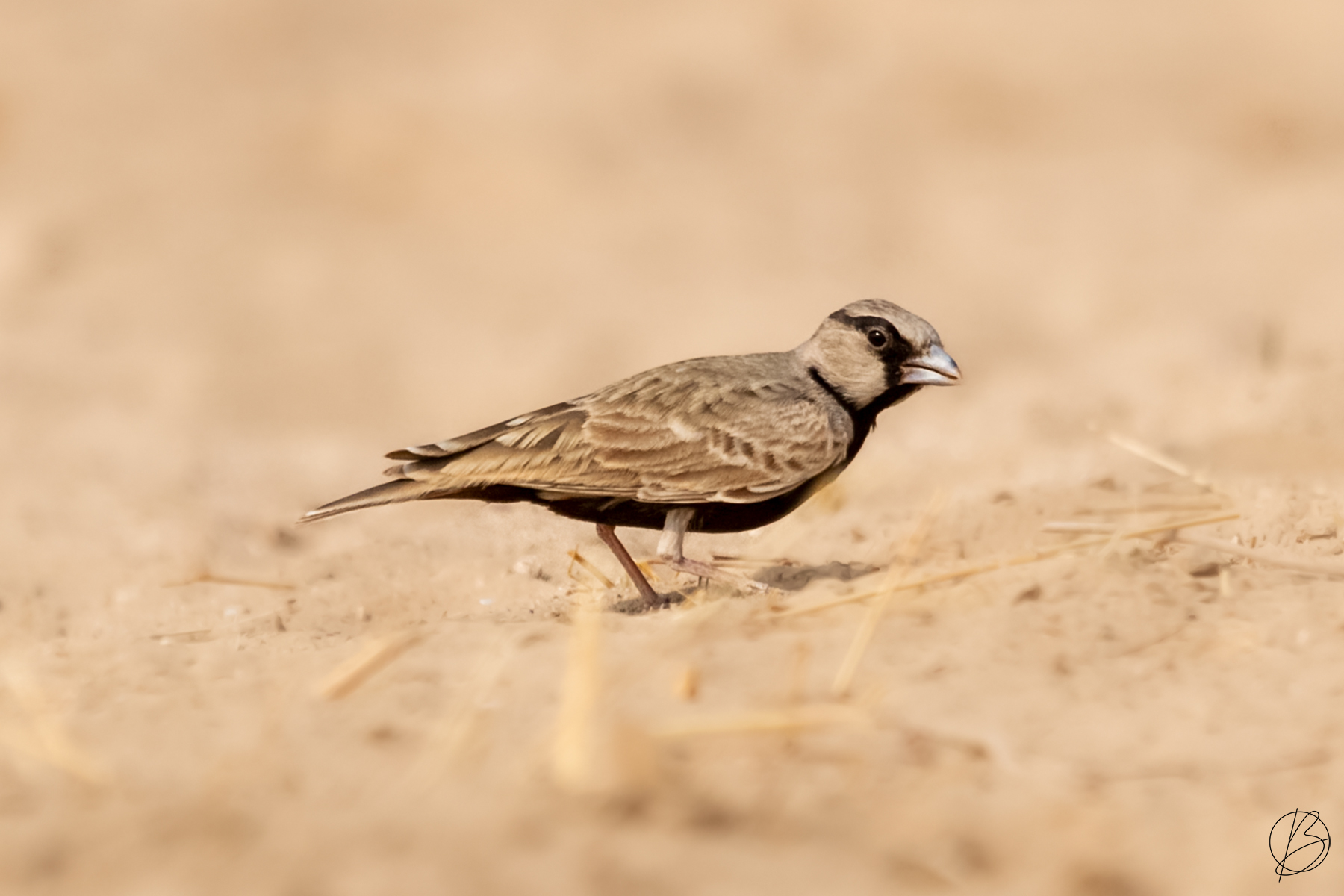 Ashy-Crowned Sparrow Lark male