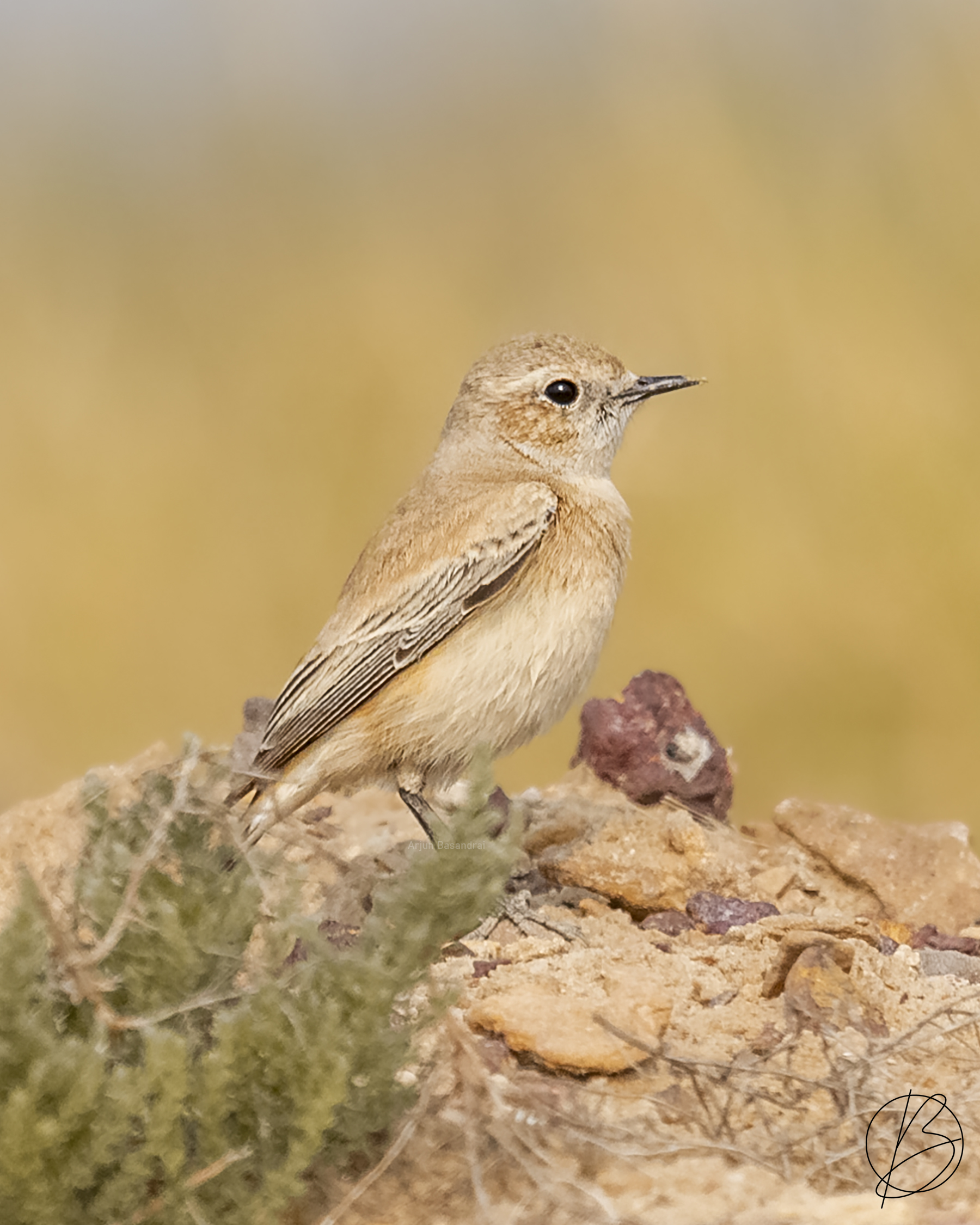 Desert Wheatear female