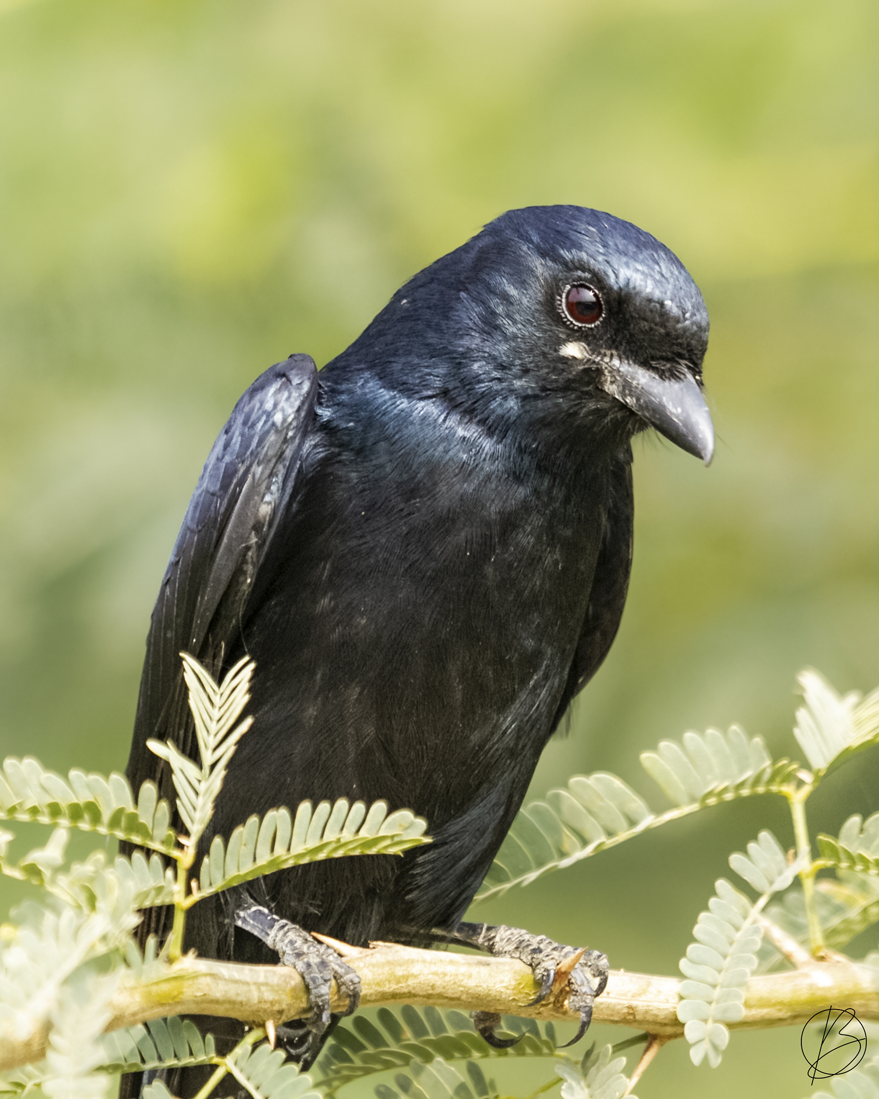 Black Drongo