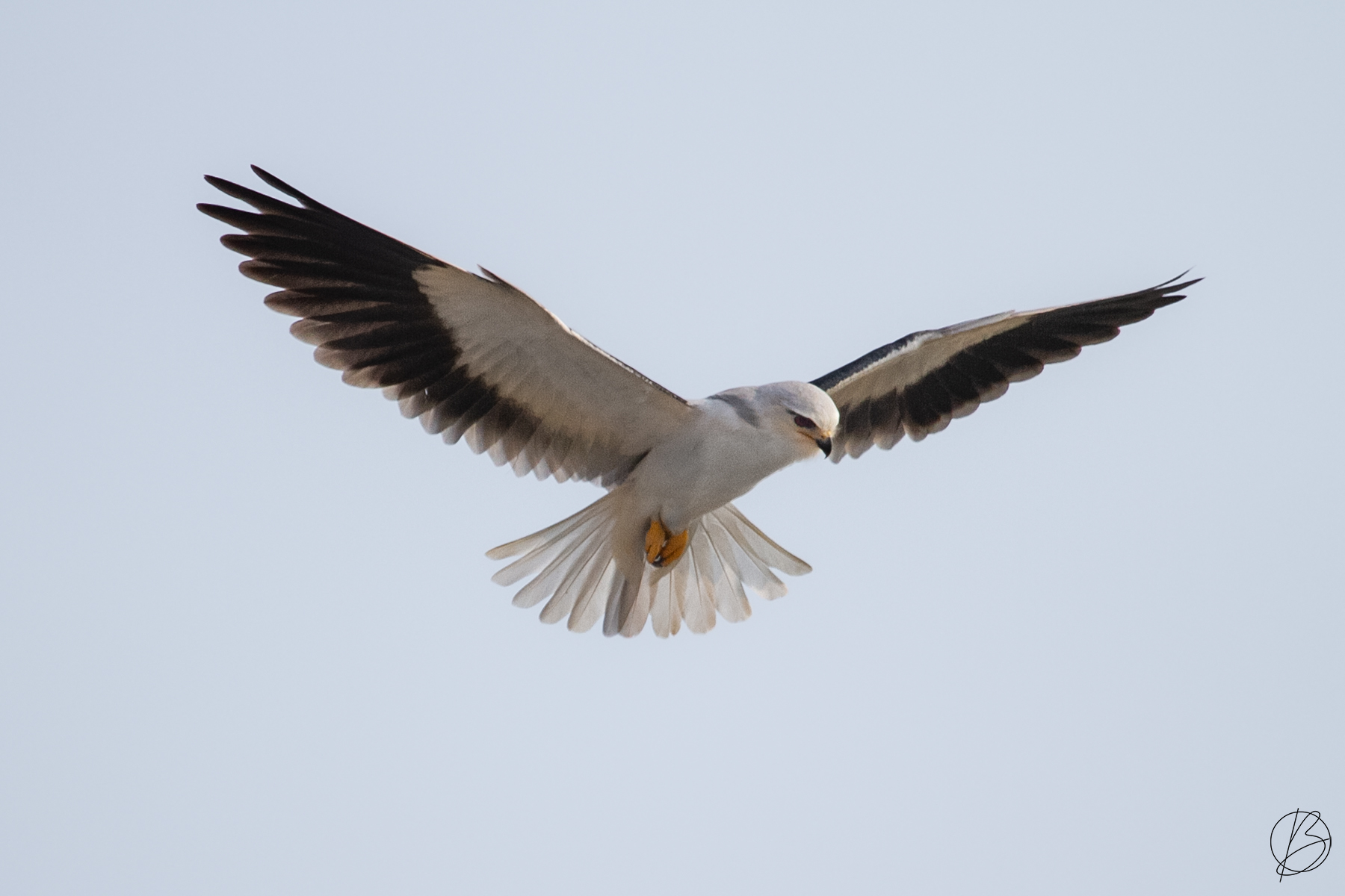 Black-Shouldered Kite hovering
