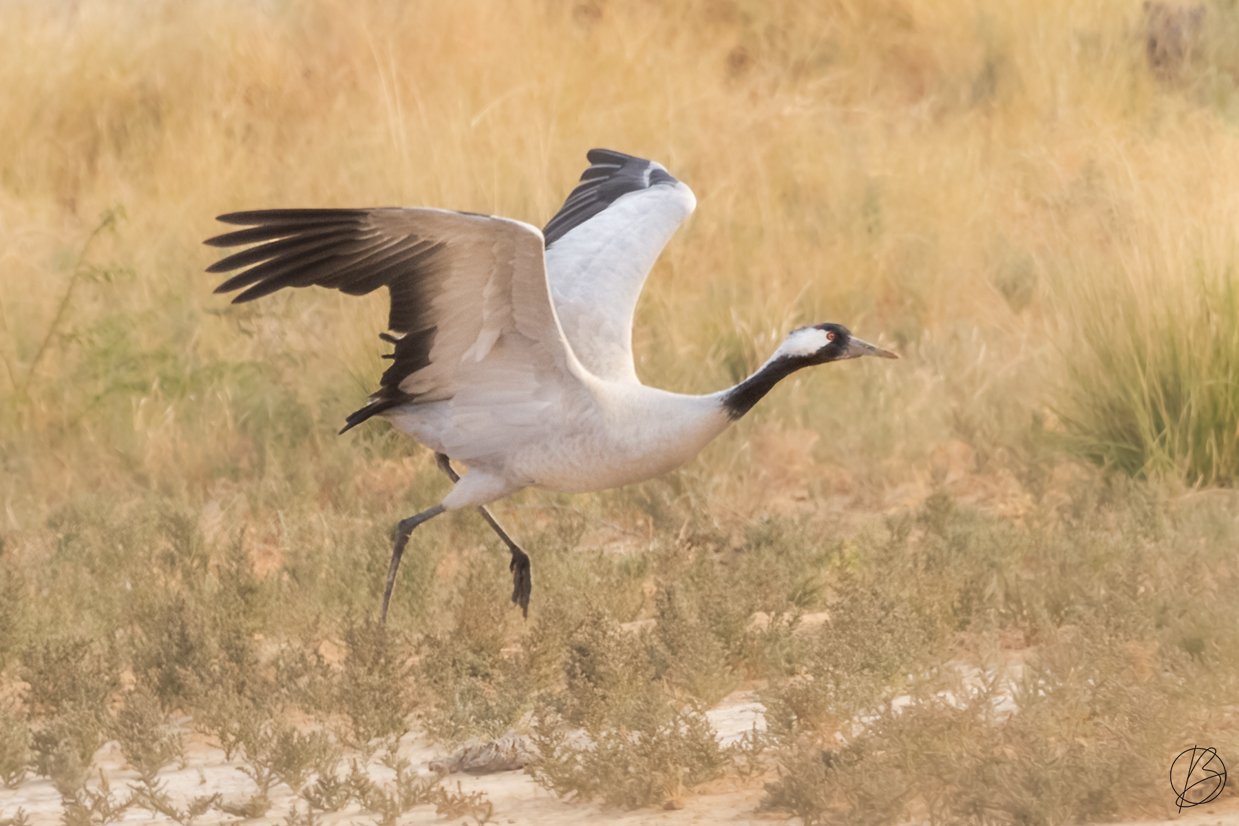 Common Crane in flight