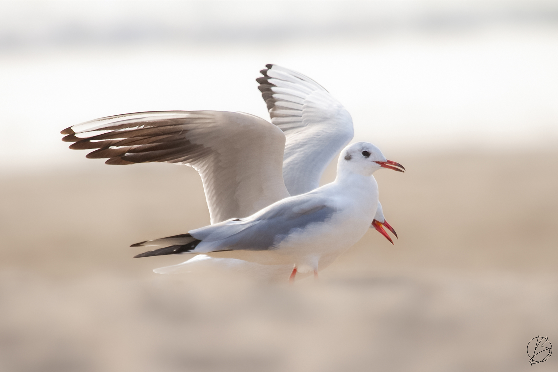 Black-Headed Gulls