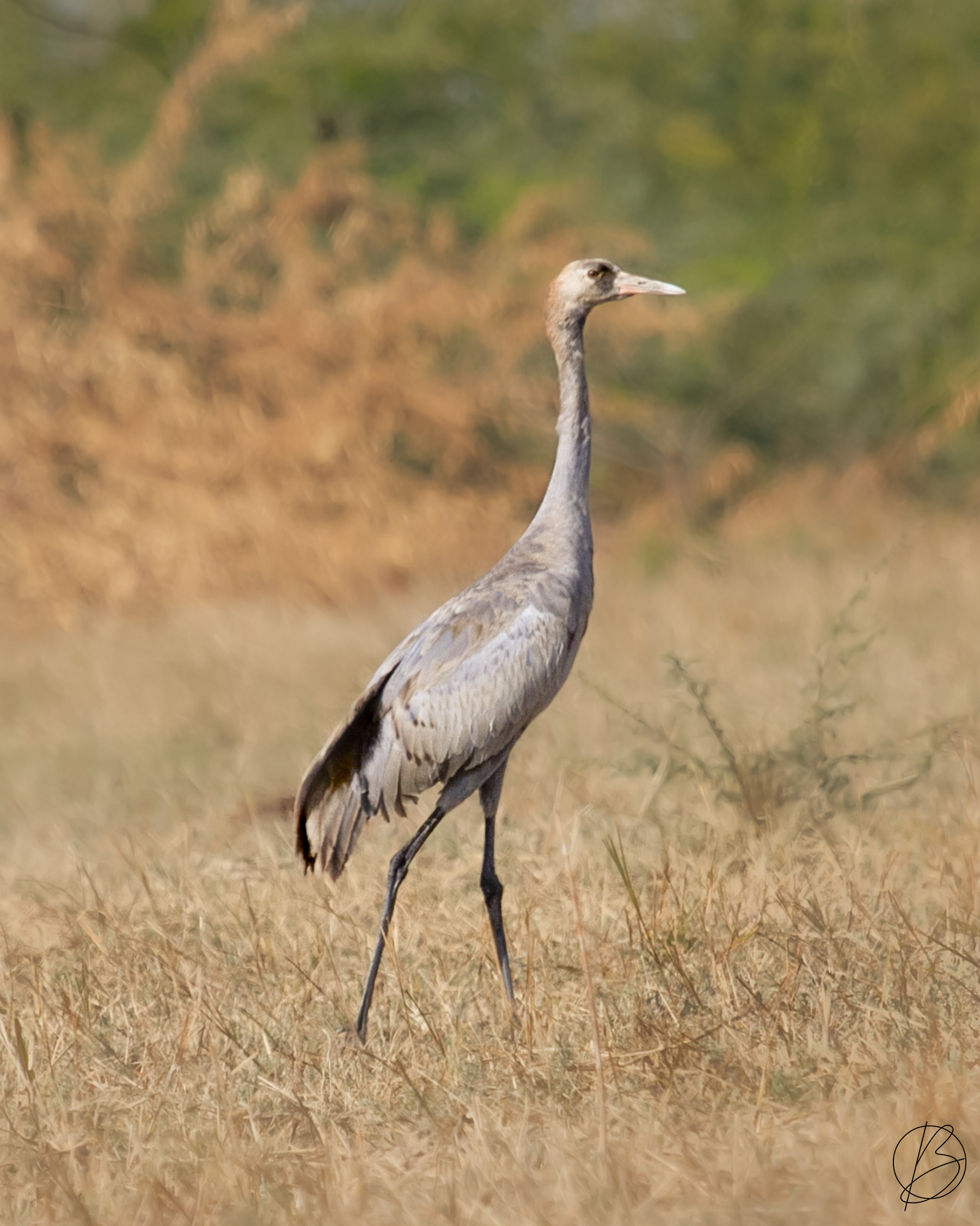Common Crane juvenile