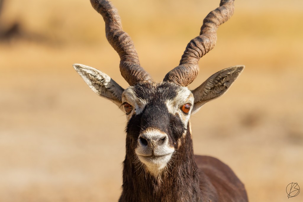 Rann Roadies – Part 4 – Ahmedabad, Churu, and Back to&nbsp;Base