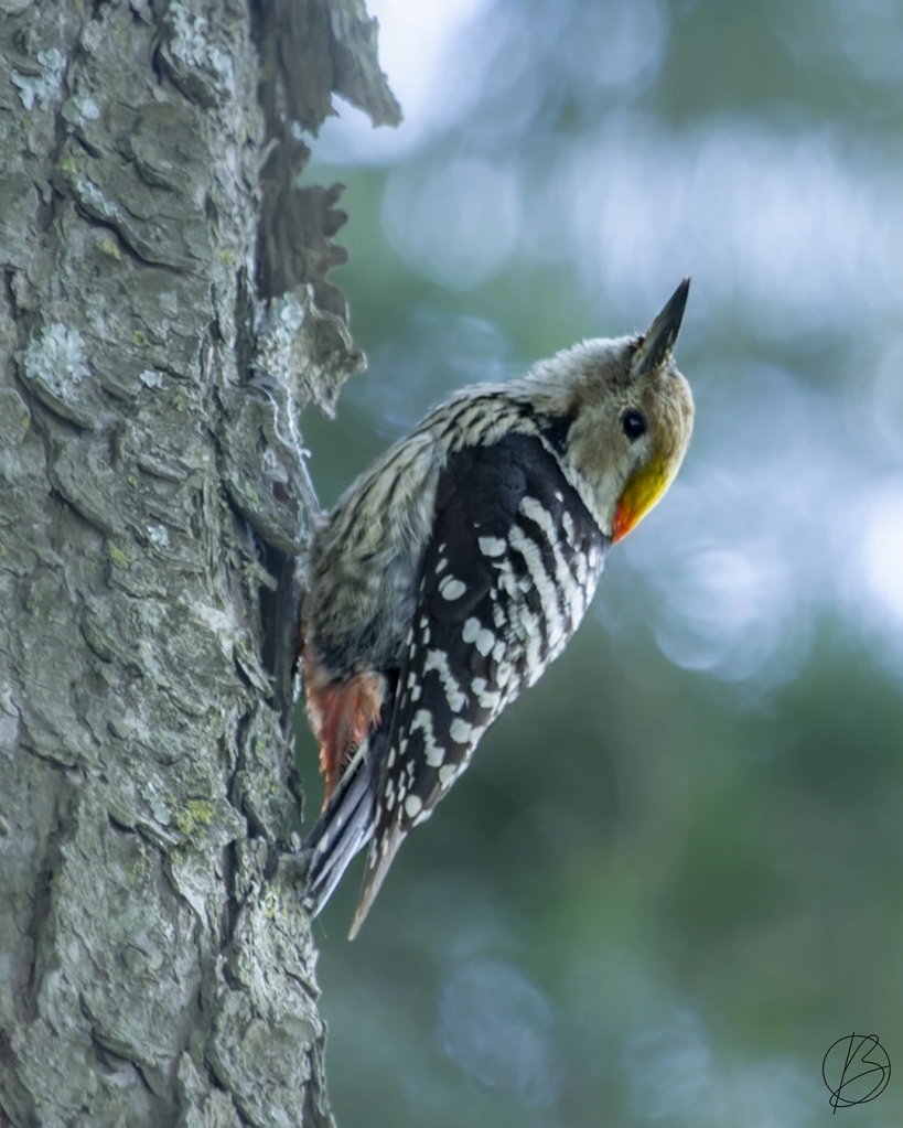 Brown-Fronted Woodpecker