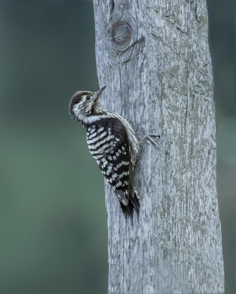 Gray-Capped Pygmy Woodpecker