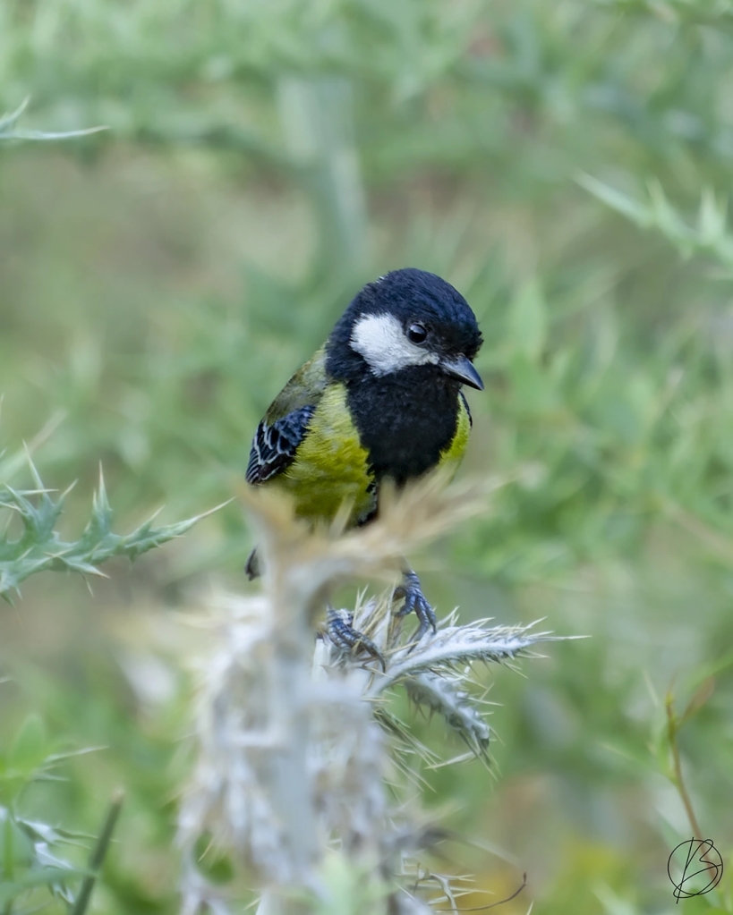 Green-Backed Tit