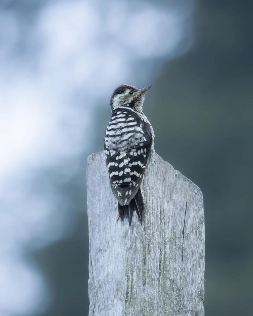 Gray-Capped Pygmy Woodpecker