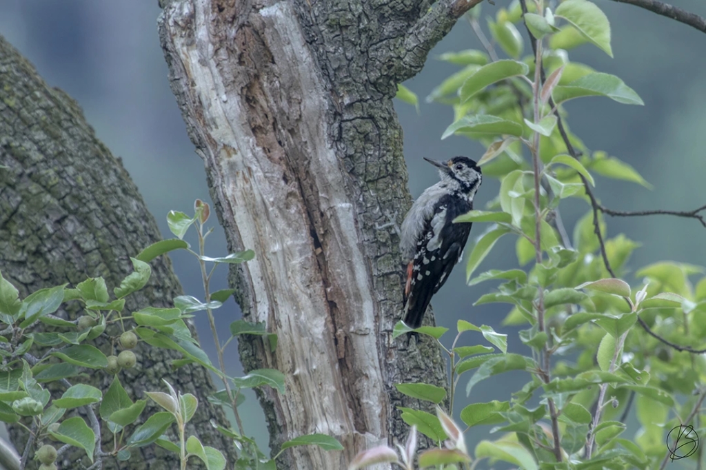 Himalayan Woodpecker female